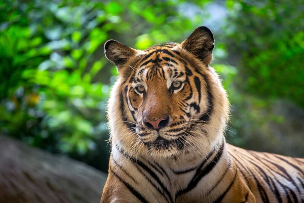 Indokinesisk Tiger Vilar Atmosfär Vild Natur — Stockfoto