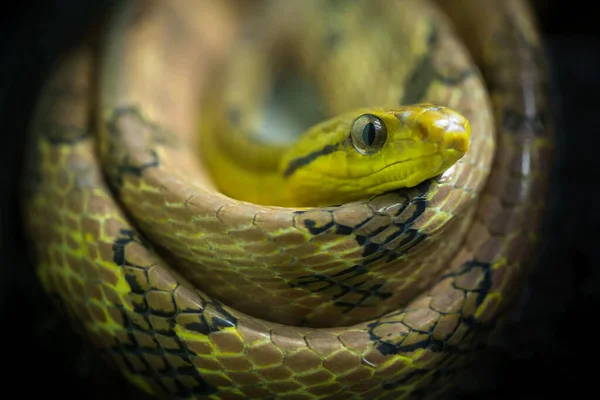 Coloré Ressemble Serpent Chat Dents Chien Boiga Cynodon — Photo