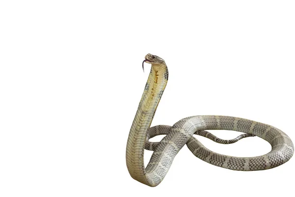 King Cobra Белом Фоне — стоковое фото