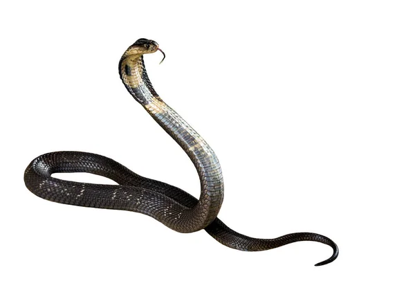 Cobra Isoleren Witte Achtergrond — Stockfoto