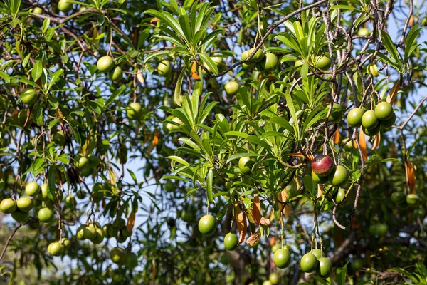 Fruta Fresca Del Árbol Del Suicidio Pong Pong Othalanga — Foto de Stock