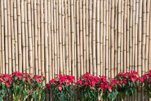 Muro Bambù Albero Sfondo — Foto Stock