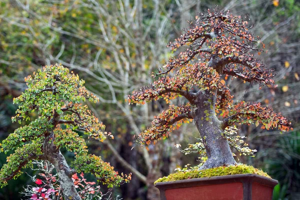 Bonsai Träd Parken — Stockfoto