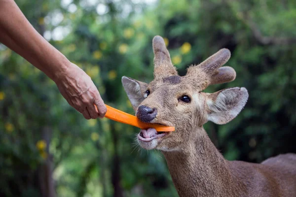 Alimentar Los Ciervos Ladrando Zoológico — Foto de Stock