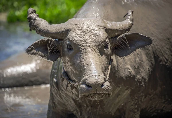 Vatten Buffel Ansikte Med Lera — Stockfoto