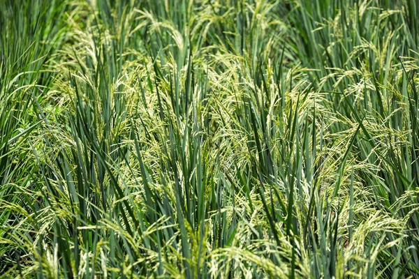 Rijstplanten Bloeien Het Plantveld — Stockfoto