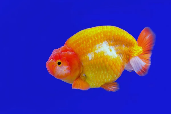 Золотая Рыбка Аквариуме Рыб — стоковое фото