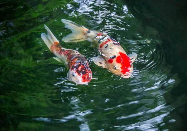 Рыбки Кои Плавают Пруду — стоковое фото