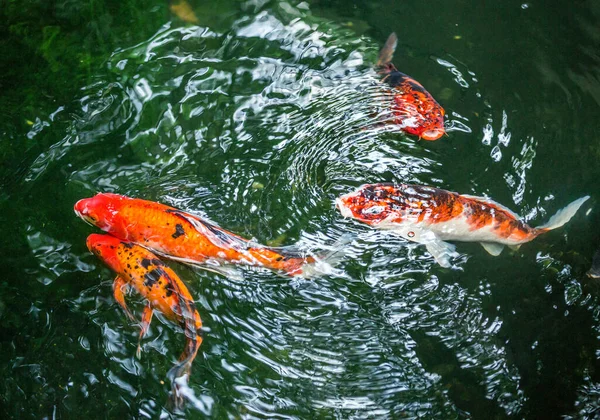 Peixes Koi Estão Nadando Lago — Fotografia de Stock