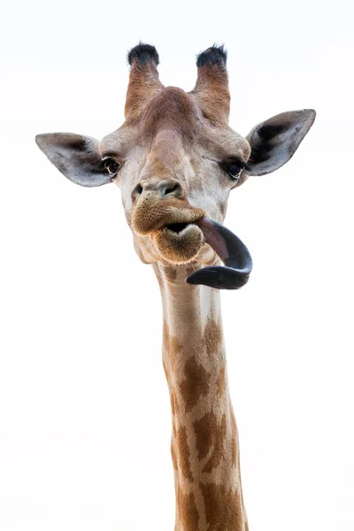 Visage Girafe Sur Fond Blanc — Photo