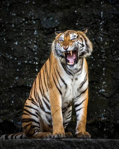 Asiatico Tigre Ruggente — Foto Stock