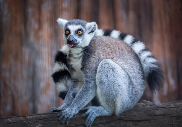 Lemur Ring Cauda Lemur Está Sentado Log — Fotografia de Stock