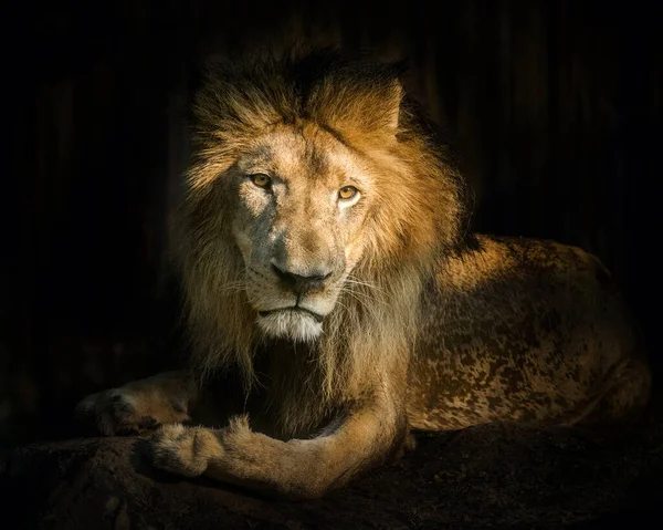 Leão Panthera Leo Está Descansando Sobre Rocha — Fotografia de Stock