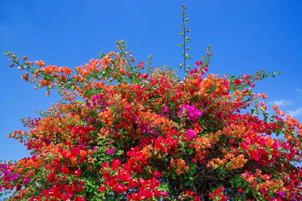 Floração Colorido Flores Bougainvillea Para Fundo — Fotografia de Stock