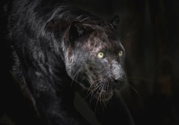 Leopard Oder Panther Starren Opfer — Stockfoto