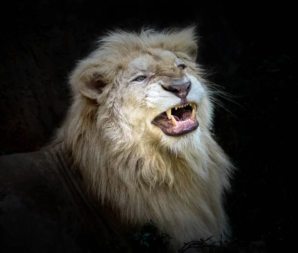 Das Gesicht Eines Weißen Löwen Brüllt — Stockfoto