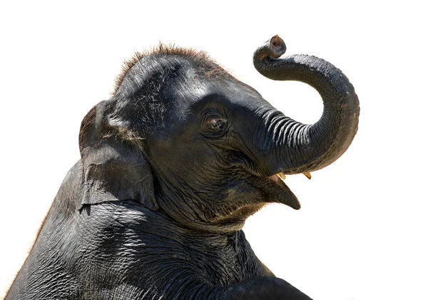 Elefante Bebê Asiático Fundo Branco — Fotografia de Stock