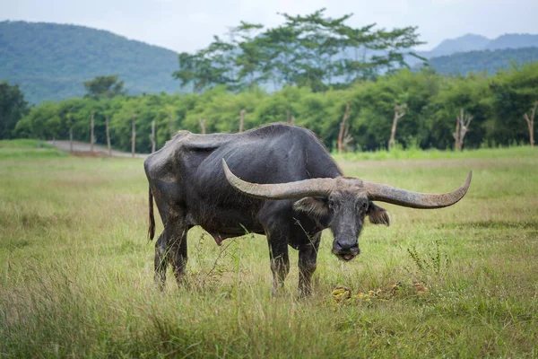 Water buffalo relaxing in a natural forest.