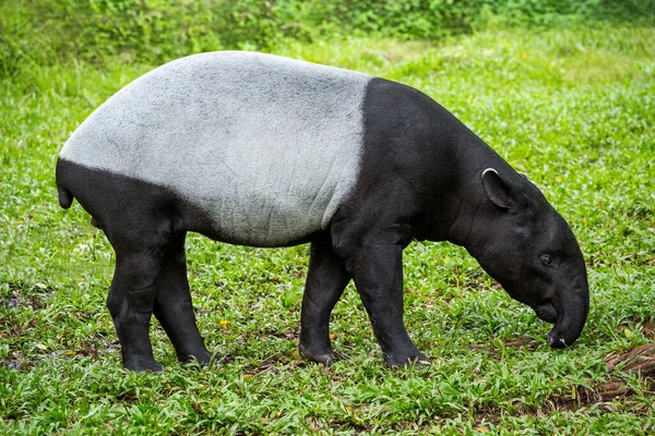 Malayan Tapir Tapirus Indicus Rustend Het Gras — Stockfoto