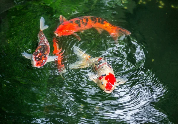 Padrões Coloridos Peixes Koi Lagoas — Fotografia de Stock