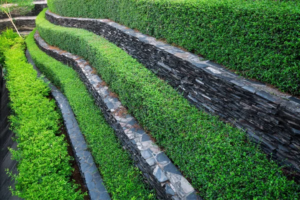 Verticale Tuin Decoratie Stenen Muur — Stockfoto