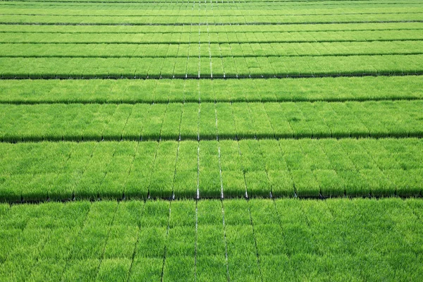 Rice Field Planting Plot — Stock Photo, Image