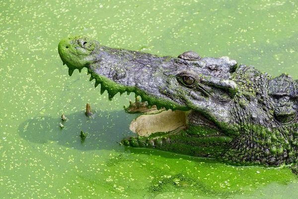 Alligatorene Åpne Vannet – stockfoto
