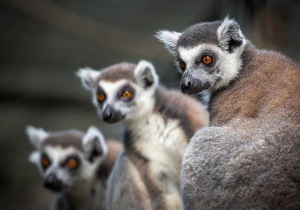 Volto Lemure Dalla Coda Anello — Foto Stock