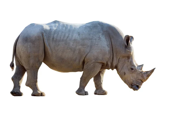 Rinoceronte Branco Isolado Sobre Fundo Branco — Fotografia de Stock
