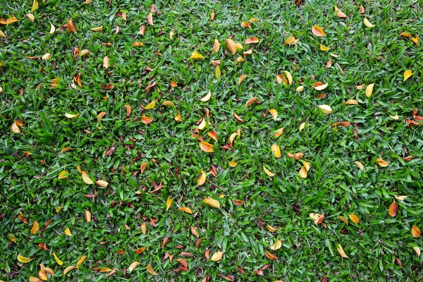 Листья Лужайке Заднего Плана — стоковое фото