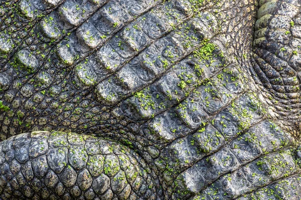 Textures Peaux Crocodiles — Photo