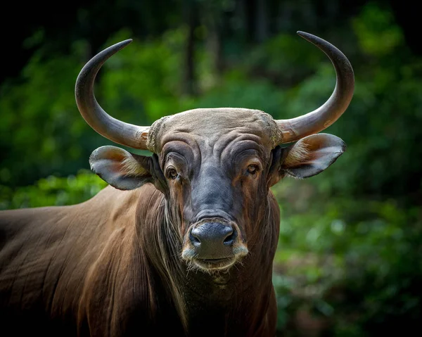 Πρόσωπο Του Κόκκινου Ταύρου Στο Φυσικό Δάσος — Φωτογραφία Αρχείου