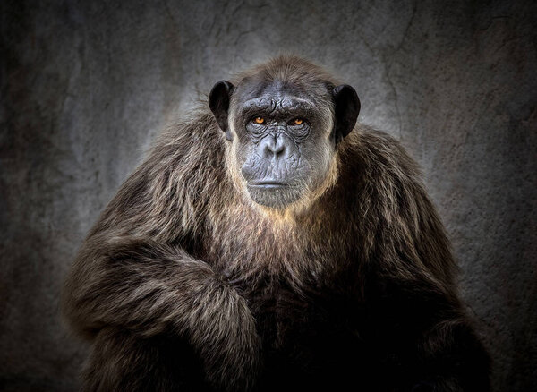 Портрет шимпанзе.