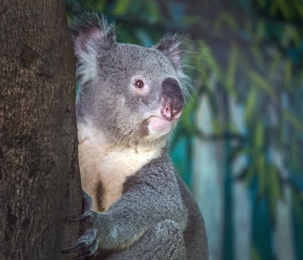 Ağaçtaki Koala — Stok fotoğraf