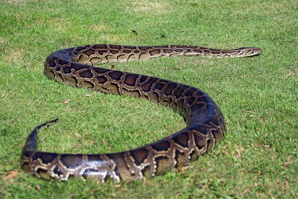 Python Acostado Sol Sobre Hierba — Foto de Stock