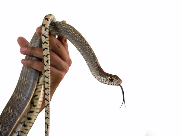 白底条带老鼠蛇 — 图库照片