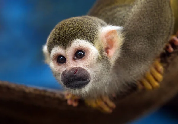 Scimmie Scoiattolo Sul Legno — Foto Stock