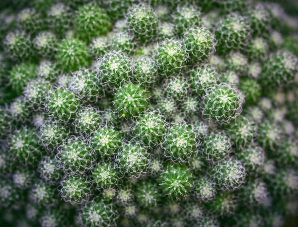 stock image Cactus desert plants in pots.