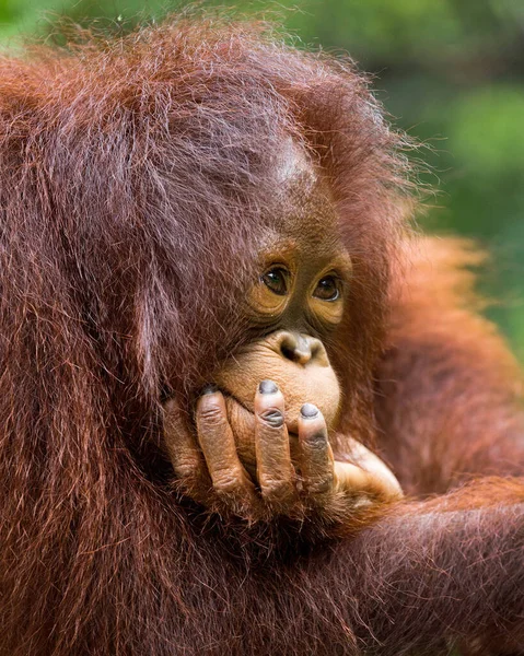 Genç Bir Orangutanın Yüzü — Stok fotoğraf