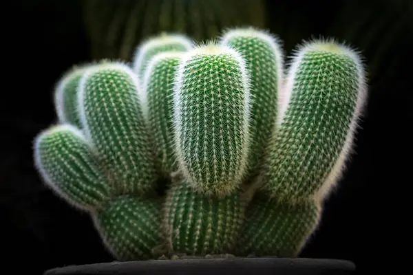 Cactus Plantes Désert Pots — Photo