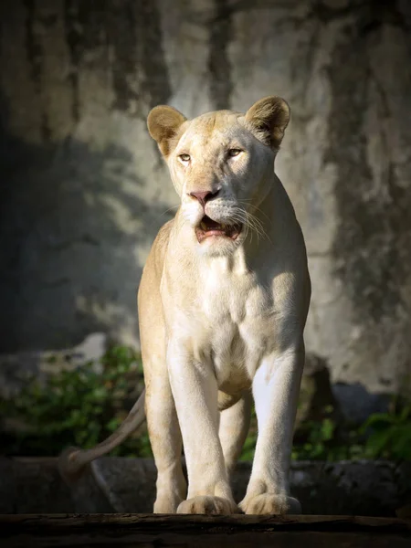 Leão Branco Fêmea Floresta Natural — Fotografia de Stock
