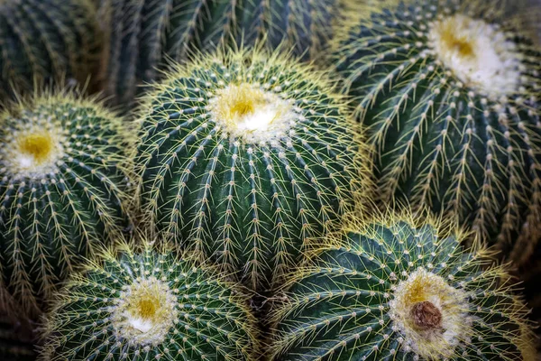 Растения Пустыни Кактус Горшках — стоковое фото
