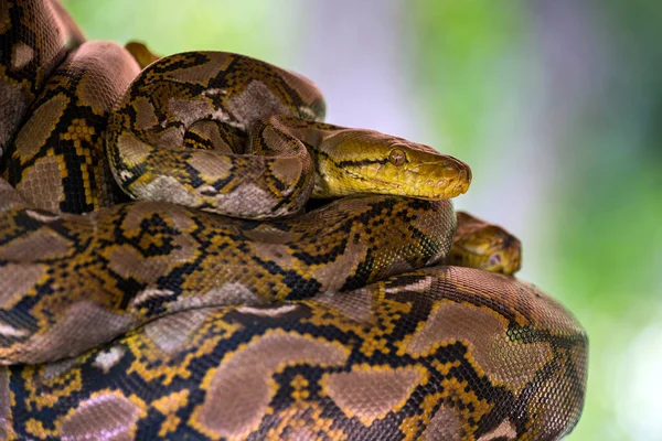 Python Enrolada Madeira — Fotografia de Stock