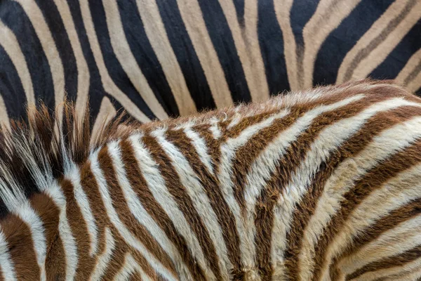 Cor Padrão Pele Zebra — Fotografia de Stock