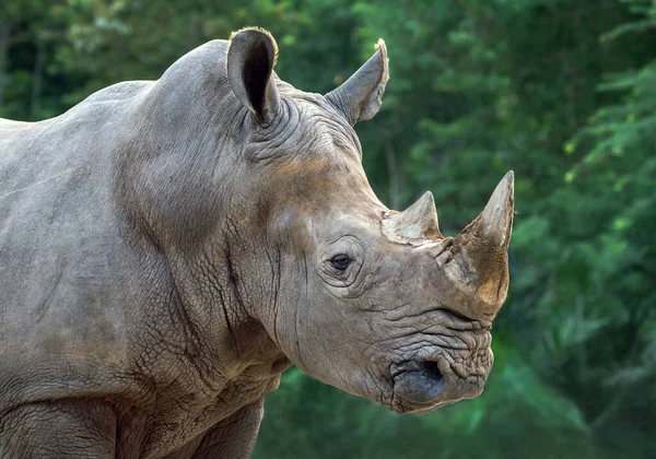Rhinocéros Blanc Dans Atmosphère Naturelle Sauvage — Photo