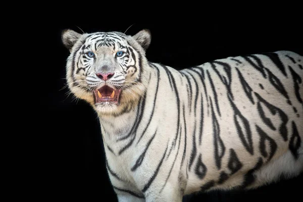 Tigre Siberiana Bianca Sfondo Nero Immagini Stock Royalty Free