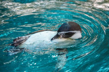 Humboldt penguenleri suda dinleniyor..