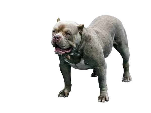 Amerikanischer Pitbull Terrier Amerikanischer Pitbull Terrier Auf Weißem Hintergrund — Stockfoto