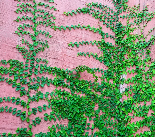 Κισσός Μοτίβο Των Φυτών Στους Τοίχους Σοβά — Φωτογραφία Αρχείου
