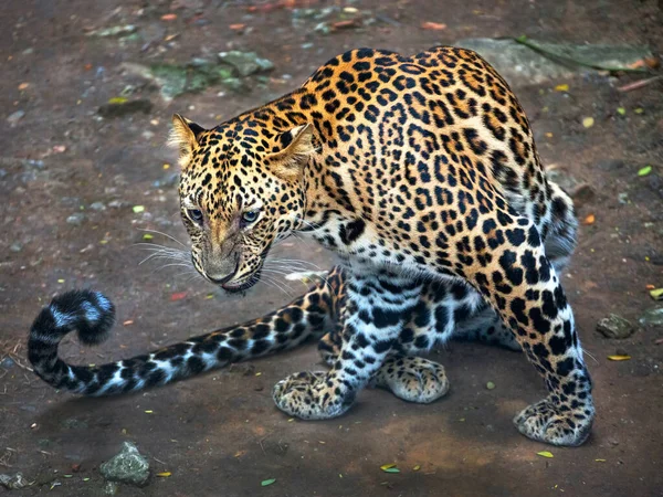 Леопард Відпочиває Природі — стокове фото